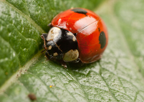 2-Spot Ladybird - [i]Adalia bipunctata[/i]. Warwickshire - July, 2012.