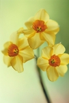 Narcissus