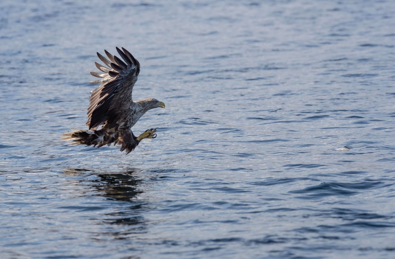White Tailed Eagle - Isle of Mull - Scotland