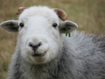 Looking Sheepish