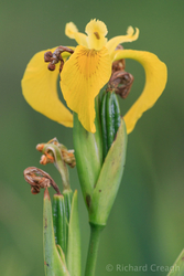 Yellow Flag Iris