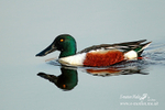 Shoveler m 300412  45