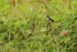 White-bellied Seedeater (male), Pantanal, Brazil