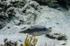 Puffer fish