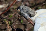 Wood Stork attending to feathers, Wakodahatchee Wetlands, Florida