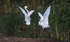 Little Egrets