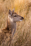 Red Deer Calf in Rushes