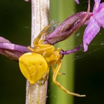 Crab spider (Thomisus onustus) ♀︎ 