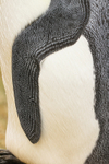 King Penguin flipper, Saunders Island, Falklands