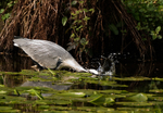Grey Heron