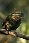 Blackbird f 200116 2