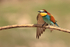 European Bee-eater wing stretch, Montgai, Spain
