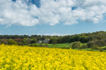 Winterborne Came Rape Seed