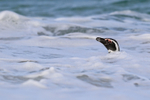 Magellanic Penguin head above surf, Carcass Island, Falklands