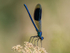 Banded Demoiselle