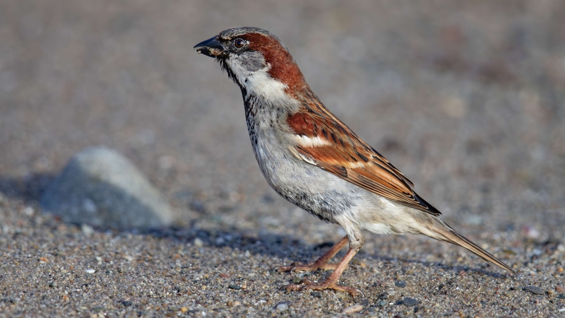 House Sparrow - Kildonan - Isle of Arran - Scotland