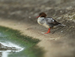 Goosander resting on land, Farmoor Reservoir