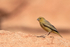 Greenish Yellow-Finch at Yerbas Buenas petroglyphs, Atacama Desert