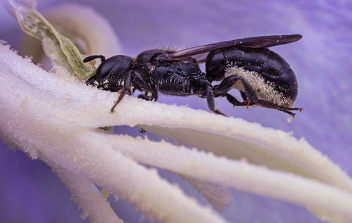 Chelostoma - Carpenter Bees