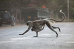 hanuman langur in India