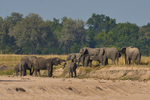 Elephants drinking in sand river