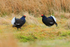 Black Grouse confrontation at lek, Scotland