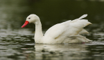 Coscoroba Swan