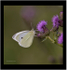 Small White