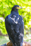 Verreauxs Eagle Aquila verreauxii-7468