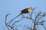 Red-faced Mousebird portfolio