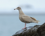 Juvenile Glaucous Gull perched on a rock, Grundarfjörður