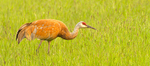 Sandhill Crane