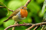 Male  Robin