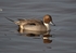 Pintail