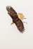 bald eagle Haliaeetus leucocephalus-531
