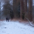 Woodland Winter Walk