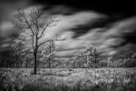 Palmetto Prairie