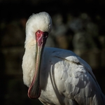 African Spoonbill - RLP_1450-744