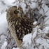 Short Eared Owl in the snow