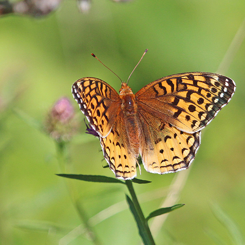 The Great Spangled Fritillary.