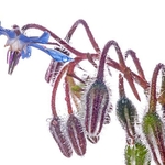 Borage (Borago officinalis)