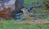 Parrot Crossbill