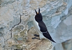 Razorbill
