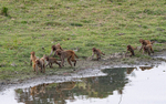 Assamese Macaque Family