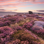 Pink Heather Peak District Sunrise at Carl Wark