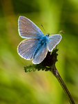 Common Blue (03)
