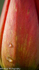 Drops on a Tulip