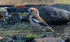 Hawfinch