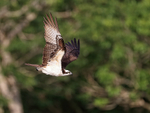Osprey swoops down from perch, Blue Cypress Lake, Florida