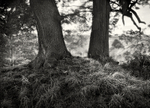 Mighty Oaks